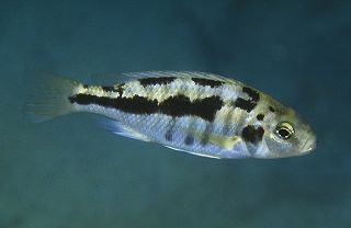 Docimodus evelynae 'Mala Point'